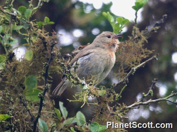 Warbler Finch (Certhidea olivacea) 