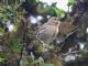 Warbler Finch (Certhidea olivacea) 