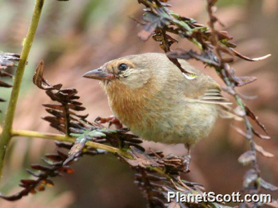 Warbler Finch (Certhidea olivacea) 