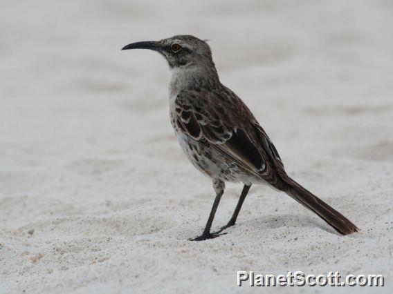 Hood Mockingbird (Nesomimus macdonaldi) 