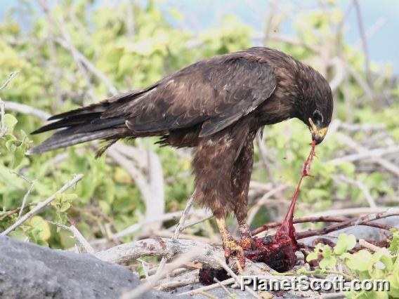 Galapagos Hawk (Buteo galapagoensis) 