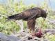 Galapagos Hawk (Buteo galapagoensis) 