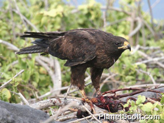 Galapagos Hawk (Buteo galapagoensis) 