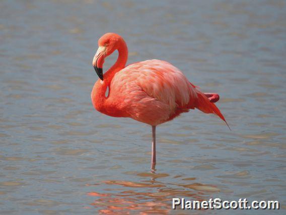 Greater Flamingo (Phoenicopterus ruber) 