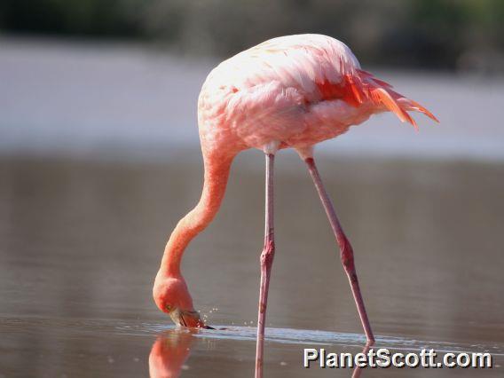 Greater Flamingo (Phoenicopterus ruber) 