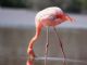Greater Flamingo (Phoenicopterus ruber) 