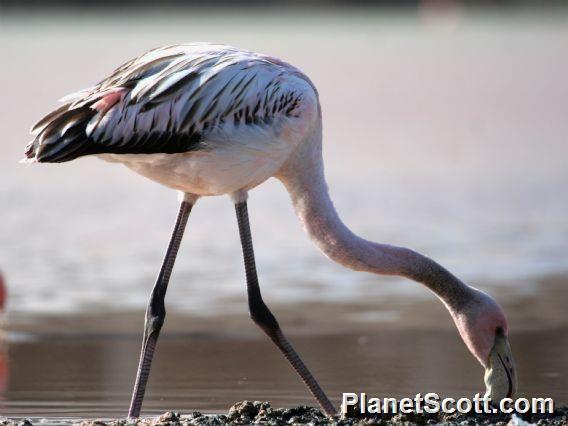 Greater Flamingo (Phoenicopterus ruber) Juvenile