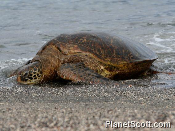 Green Sea Turtle (Chelonia mydas) 