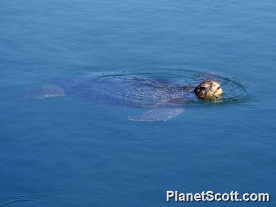 Green Sea Turtle (Chelonia mydas) 