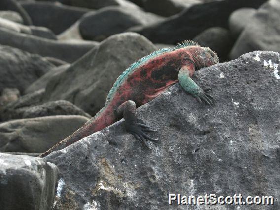 Galapagos Marine Iguana (Amblyrhynchus cristatus) 