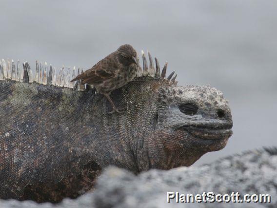 Galapagos Marine Iguana (Amblyrhynchus cristatus) with Small Ground Finch