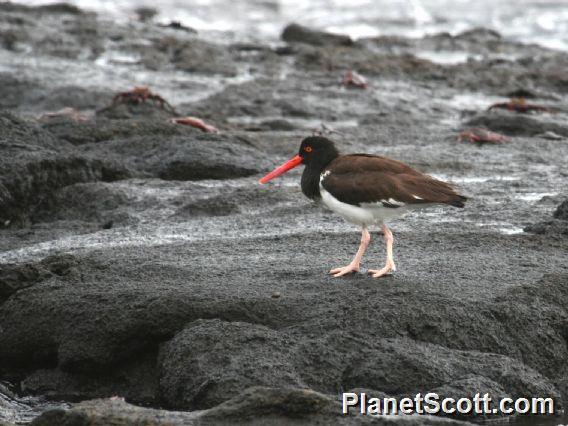 American Oystercatcher (Haematopus palliatus) 