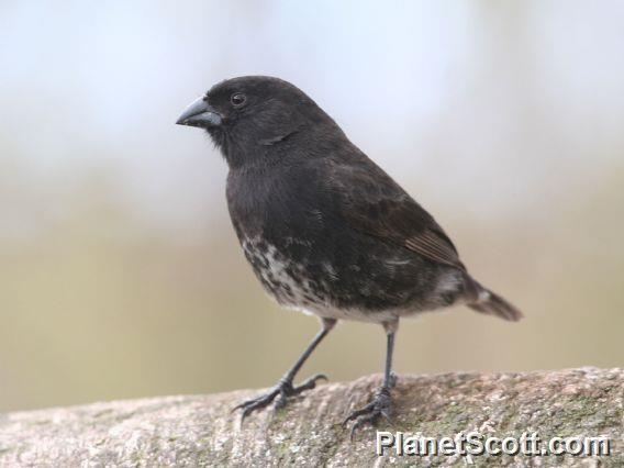 Small Ground-Finch (Geospiza fuliginosa) 