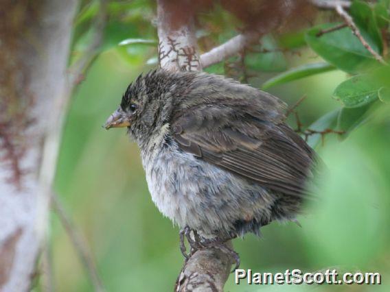 Small Ground-Finch (Geospiza fuliginosa) 