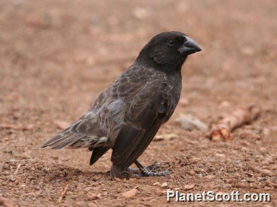 Medium Ground-Finch (Geospiza fortis) Male