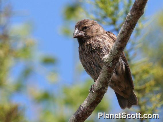 Medium Ground-Finch (Geospiza fortis) Female