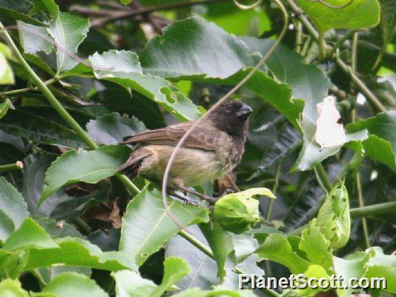 Vegetarian Finch (Camarhynchus crassirostris) 