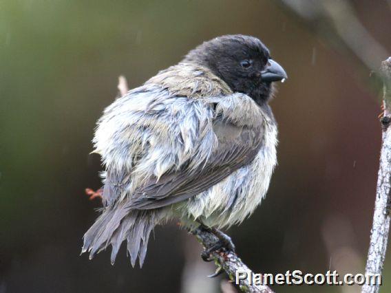 Small Tree-Finch (Camarhynchus parvulus) Male