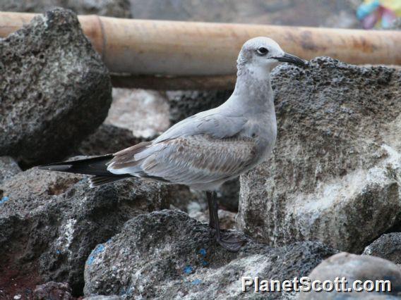 Laughing Gull (Larus atricilla) 