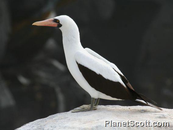 Nazca Booby (Sula granti) 