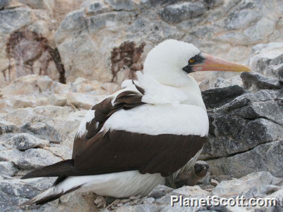 Nazca Booby (Sula granti) With Chick