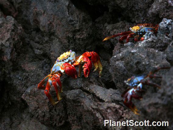 Sally Lightfoot Crab (Grapsus grapsus) 