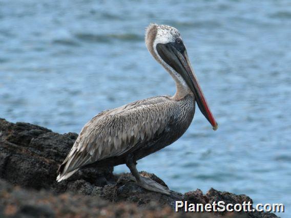 Brown Pelican (Pelecanus occidentalis) Galapagos ssp.
