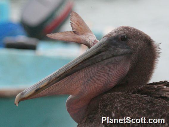 Brown Pelican (Pelecanus occidentalis) With Fish