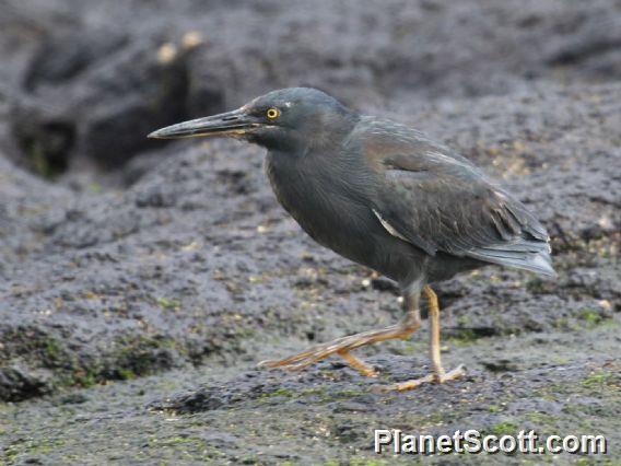 Galapagos Heron (Butorides sundevalli) 