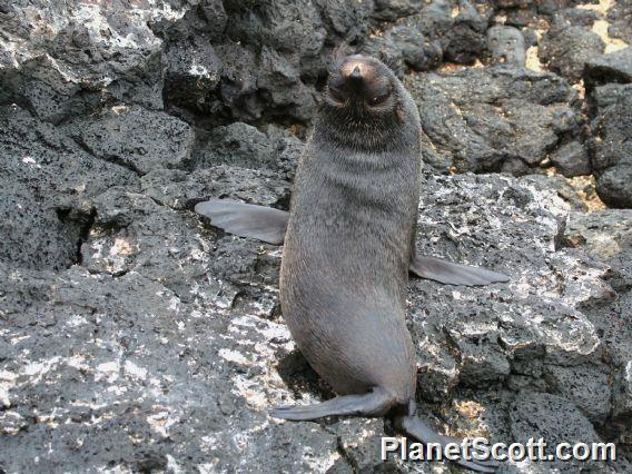 Galapagos fur seal (Arctocephalus galapagoensis) Juvenile