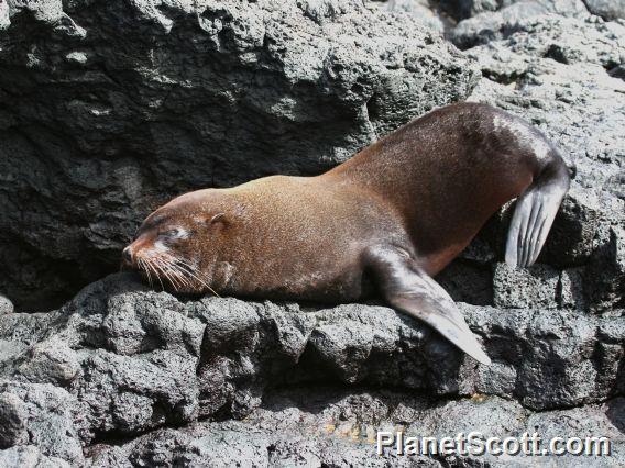 Galapagos fur seal (Arctocephalus galapagoensis) Male