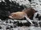 Galapagos fur seal (Arctocephalus galapagoensis) Male