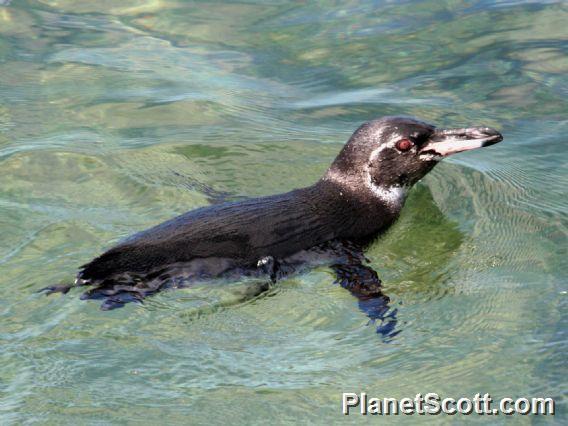 Galapagos Penguin (Spheniscus mendiculus) 