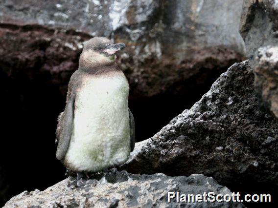 Galapagos Penguin (Spheniscus mendiculus) Juvenile