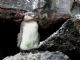 Galapagos Penguin (Spheniscus mendiculus) Juvenile