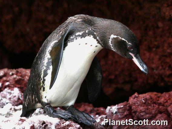 Galapagos Penguin (Spheniscus mendiculus) 