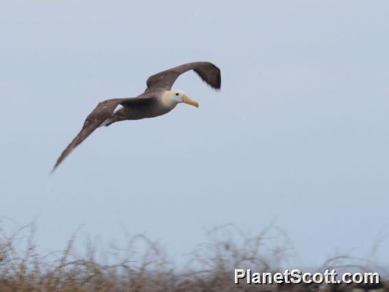 Waved Albatross (Diomedea irrorata) 