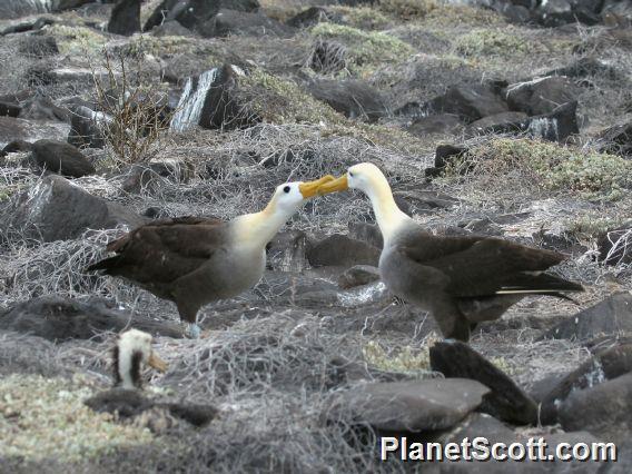 Waved Albatross (Diomedea irrorata) Mating Ritual