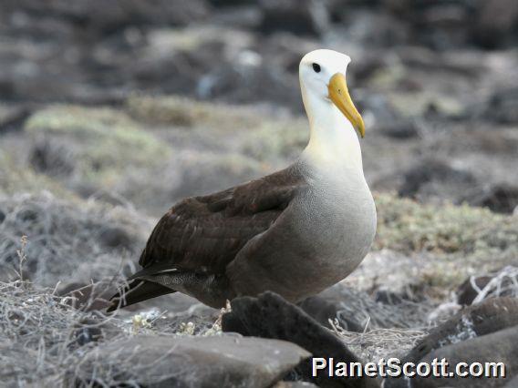 Waved Albatross (Diomedea irrorata) 