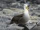 Waved Albatross (Diomedea irrorata) 