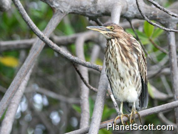 Striated Heron (Butorides striatus) 