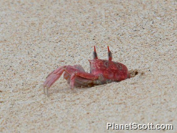 Galapagos Ghost Crab (Ocypode gaudichaudii  ) 