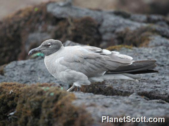 Lava Gull (Larus fuliginosus) 