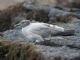 Lava Gull (Larus fuliginosus) 