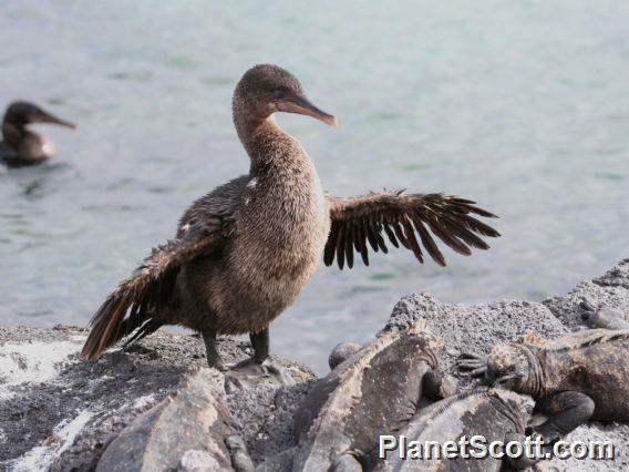 Flightless Cormorant (Phalacrocorax harrisi) And Friends