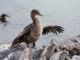 Flightless Cormorant (Phalacrocorax harrisi) And Friends