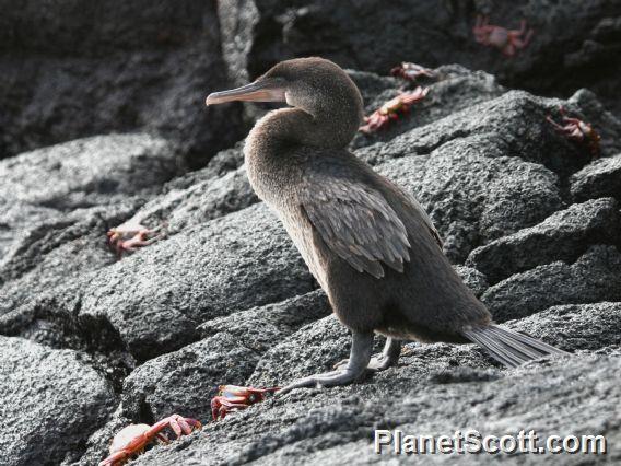 Flightless Cormorant (Phalacrocorax harrisi) 