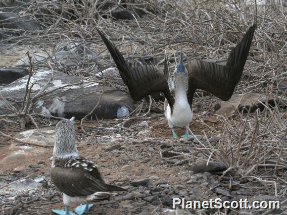 Blue-footed Booby (Sula nebouxii) 