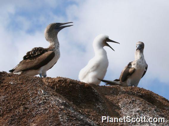 Blue-footed Booby (Sula nebouxii) 