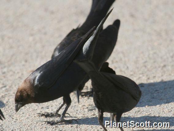 Brown-headed Cowbird (Molothrus ater) Male